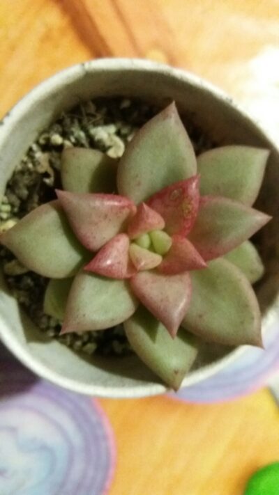 ECHEVERIA VAN KEPPEL "AFRODITA" - Зображення 2