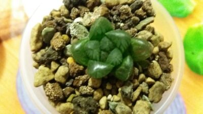 HAWORTHIA "COOPERI X TRUNCATA" - Зображення 2