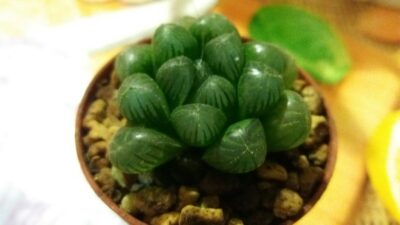 HAWORTHIA "COOPERI X TRUNCATA"