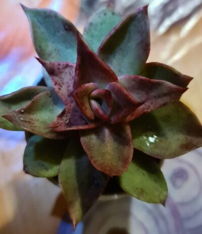 ECHEVERIA "SALSA VERDE" var. - Зображення 2