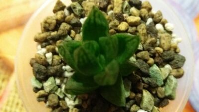 HAWORTHIA COOPERI "ROCKS" - Зображення 2
