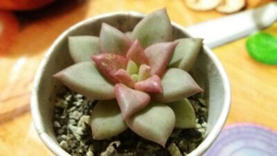ECHEVERIA VAN KEPPEL "AFRODITA"