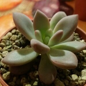 Pachyveria "OPALINA" | 110