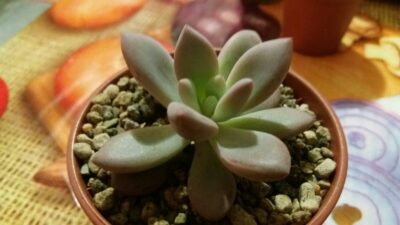 Pachyveria "OPALINA"