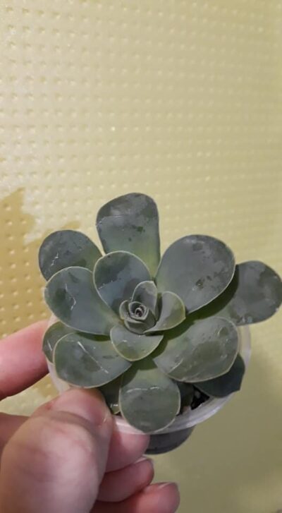 Greenovia
