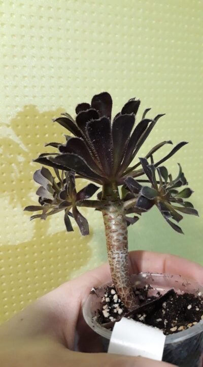 aeonium Nights watch срез