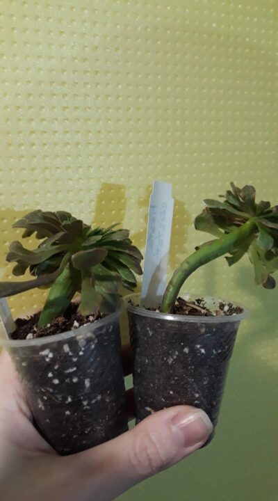 Aeonium Fiesta cristata - Зображення 2