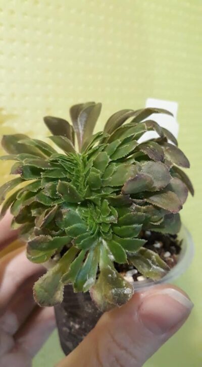 Aeonium Fiesta cristata