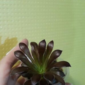 Aeonium Firecracker | 4