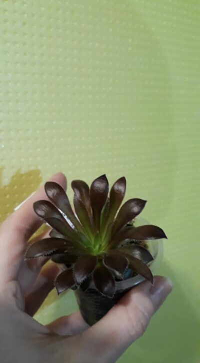 Aeonium Firecracker