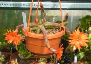 Chamaecereus luisramirezii