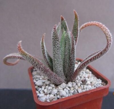 Crassula hirta (nudicaulis)