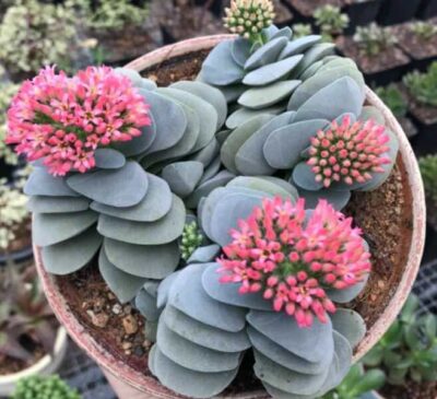 Crassula Morgan's Beauty - Зображення 2