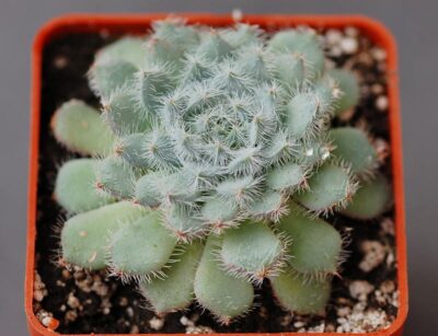 Echeveria setosa blue form