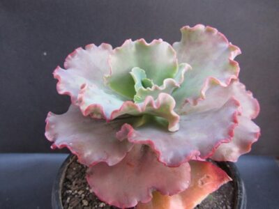 Echeveria Double delight