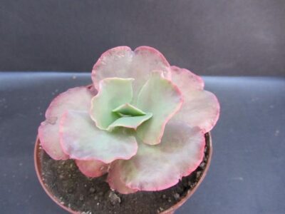 Echeveria Double delight