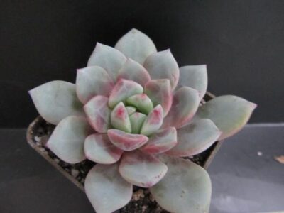 Echeveria expatriata x laui