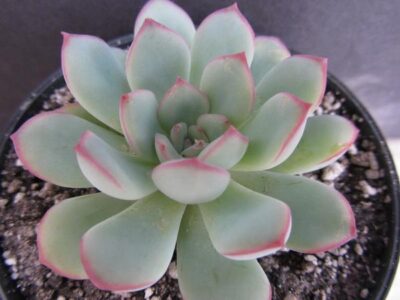 Echeveria hybr.(pulidonis x laui )