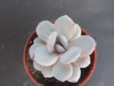 Echeveria Laui - Зображення 2