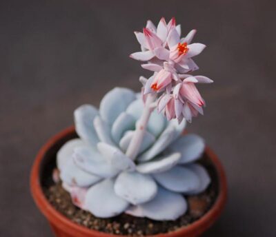 Echeveria Laui