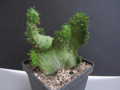 Euphorbia flanaganii cristata
