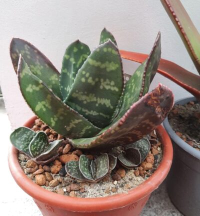 Gasteria excelsa