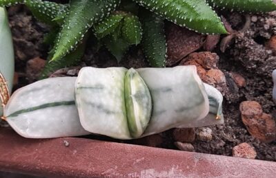Gasteria obtusa f. variegata