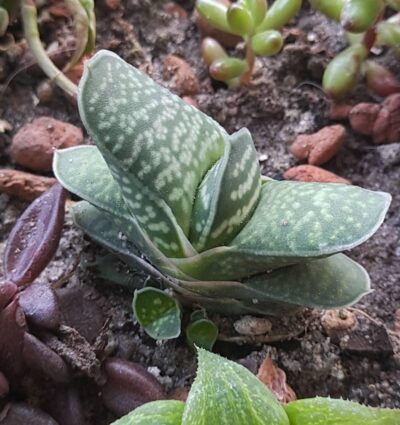Gasteria sp.