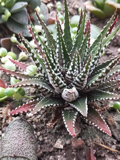 Haworthia Attenuata 'Superwhite'
