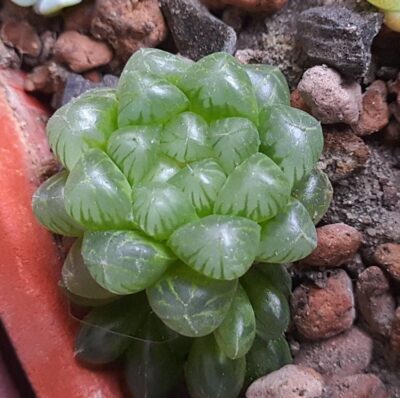 Haworthia cooperi obtusa