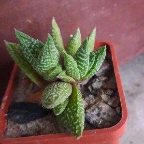Haworthia limifolia striata