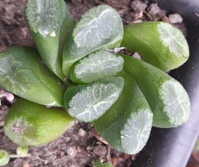Haworthia Maughanii