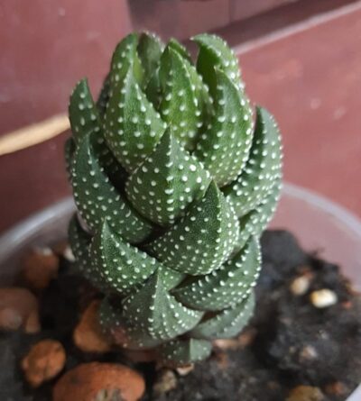 Haworthia reinwardtii var. chalwinii