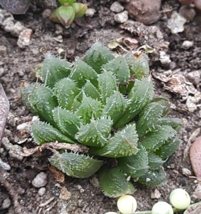 Haworthia сложный гибрид