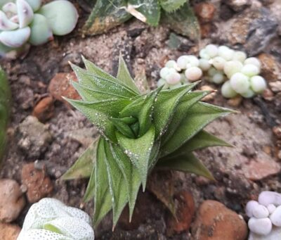 Haworthia viscosa spiralis