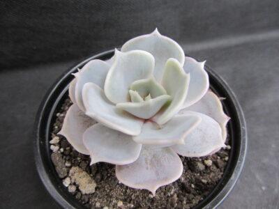 Echeveria lilacina