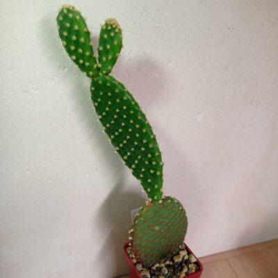 Opuntia microdasys