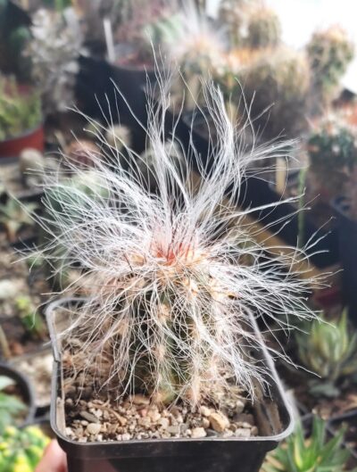 Оreocereus celsianus - Зображення 2