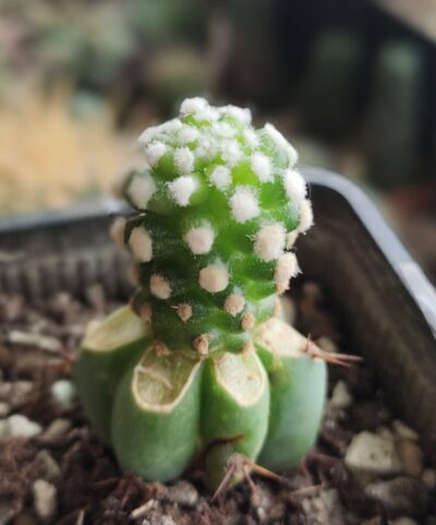 Mammillaria gracilis cv oruga