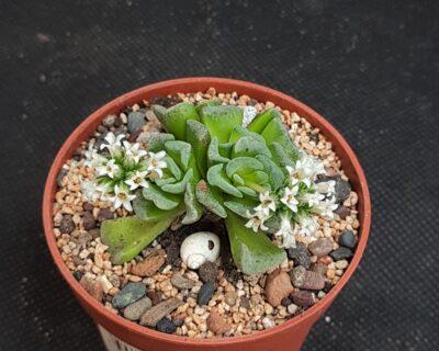 Crassula susannae