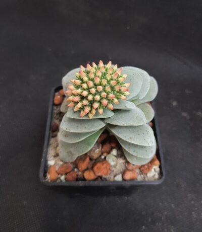 Crassula Morgan's Beauty