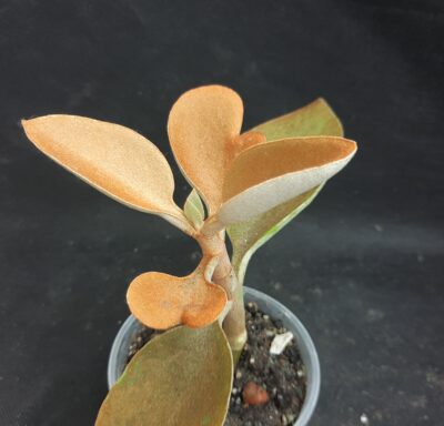 Kalanchoe orgyalis