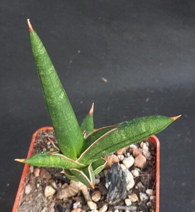 Sansevieria cylindrica compact form - Зображення 2