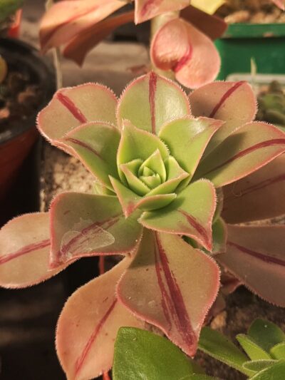 Aeonium leucoblepharum
