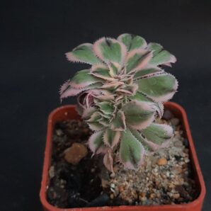 Aeonium Sunburst cristata