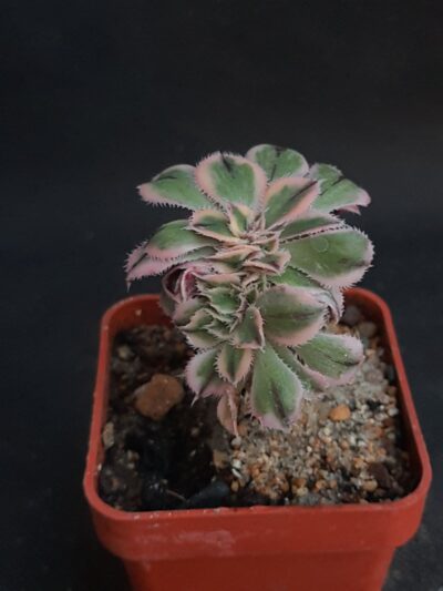 Aeonium Sunburst cristata