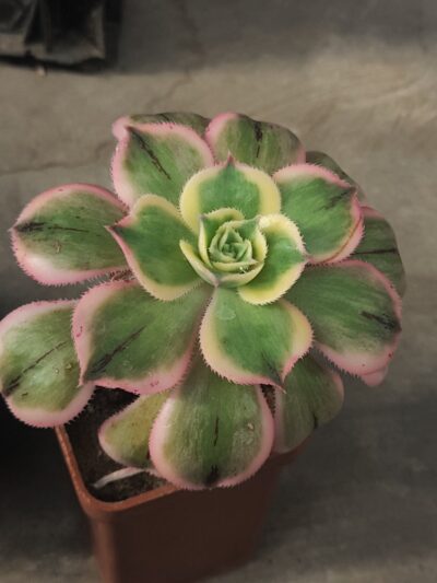 Aeonium Sunburst