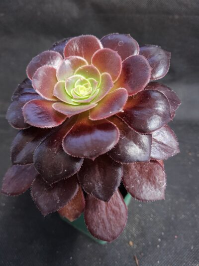 Aeonium Velour - Зображення 2