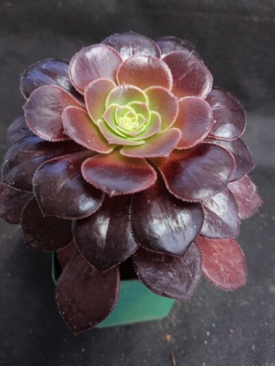 Aeonium Velour