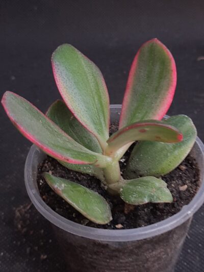 Crassula ovata Hummel's sunset - Зображення 2